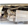 Image 15 : 2010 Chevrolet Express Cargo Van, License 438MGD, 64636 Miles (Starts & Runs - See Video)