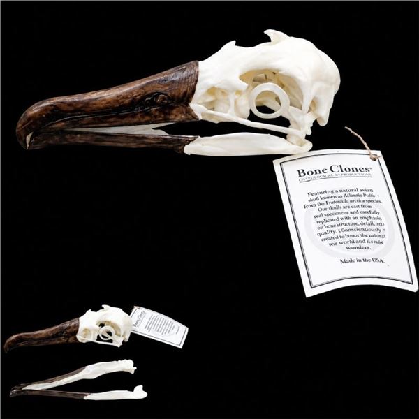 Black Footed Albatross Skull  6" - 7" Polyurethane Resin