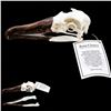 Image 1 : Black Footed Albatross Skull  6" - 7" Polyurethane Resin