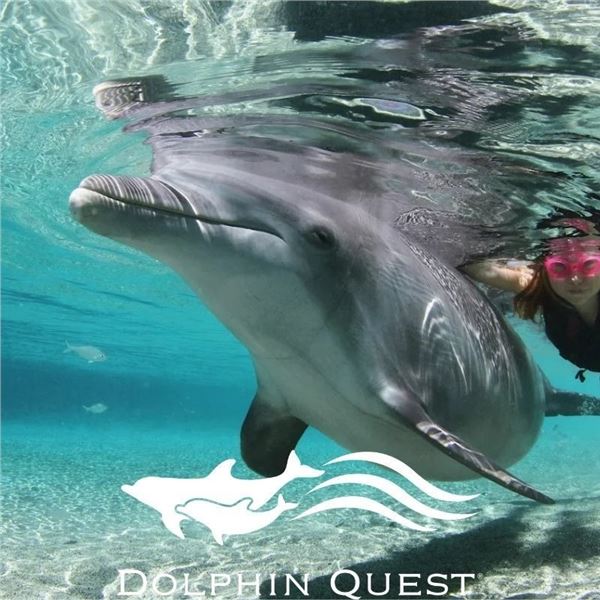 Dolphin Encounter for Two at Hilton Waikoloa Village, Big Island