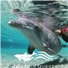 Image 1 : Dolphin Encounter for Two at Hilton Waikoloa Village, Big Island