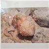 Image 3 : 8" x 10"  One Breath Photography Ocean Life Print Collection