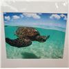 Image 6 : 8" x 10"  One Breath Photography Ocean Life Print Collection