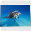 Image 7 : 8" x 10"  One Breath Photography Ocean Life Print Collection