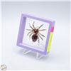 Image 1 : NEW SPIDER BROOCH, 2.36”X2.09” RED, BLACK,