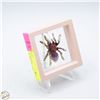 Image 1 : NEW CAT'S EYE SPIDER PINK BROOCH 1.89”X1.57”