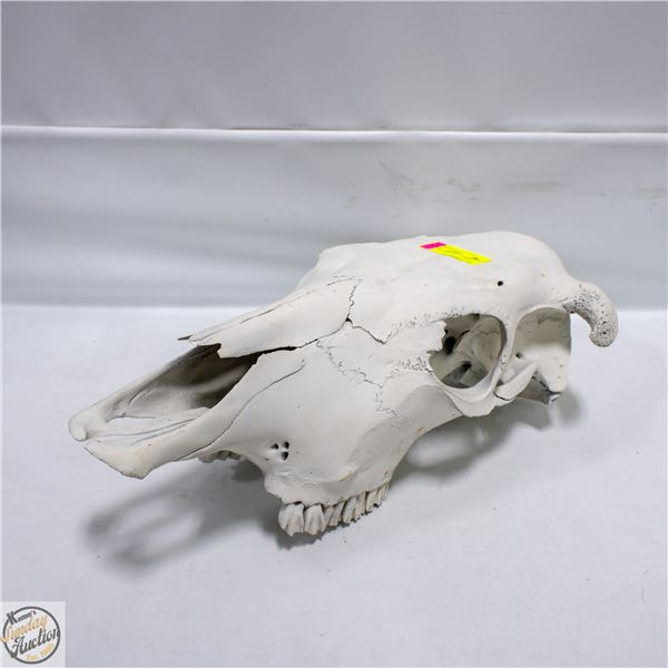 GENUINE COW/STEER SKULL+HORNS FOR NOVELTY PURPOSES