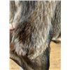 Image 5 : Exceptional Prime Raccoon Fur Full Length Coat