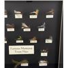 Image 2 : Famous Montana Trout Fly Fishing Flies Display