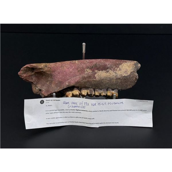 Ancient Florida Found Tapir Mandible