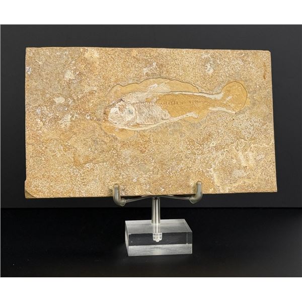 Diplomystus Humilis Green River Fish Fossil