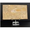Image 1 : Diplomystus Humilis Green River Fish Fossil