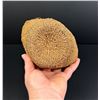 Image 4 : Klamath Modoc Native American Indian Basket