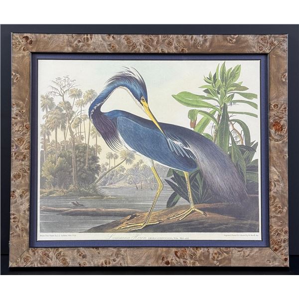 John James Audubon Louisiana Heron Lithograph