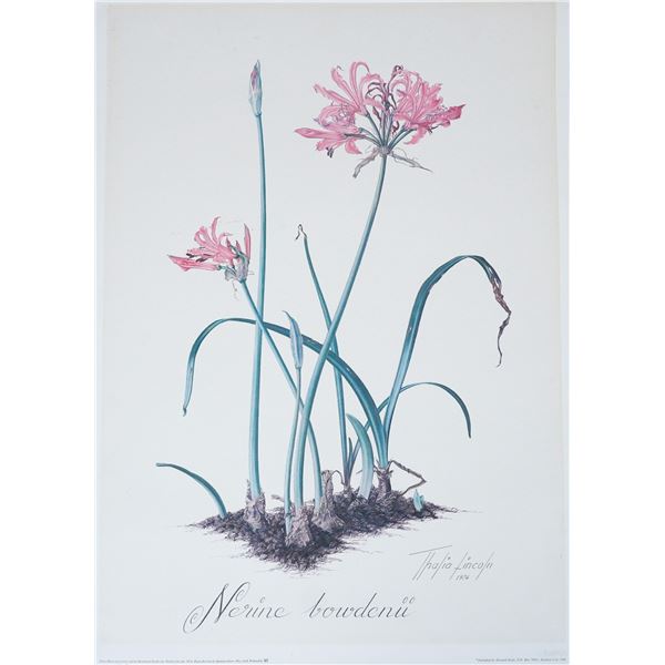Thalia Lincoln Botanical Print, Nerine Bowdenii