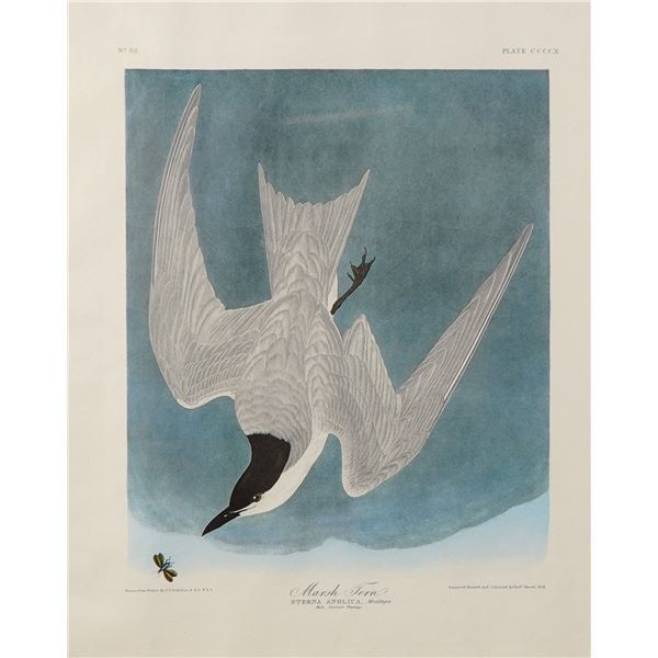 Framed Marsh Tern by John James Audubon, Photo Offset Lithograph 1971
