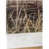 Image 2 : David N. Kitler Rocky Mountain Eye Print