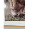 Image 3 : David N. Kitler Rocky Mountain Eye Print