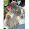 Image 4 : Rottweiler Candle and Sea Shell Collection