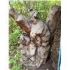 Image 2 : Carved Wooden Sculpture of Two Bears on Tree