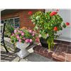 Image 1 : Plant Containers A
