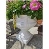 Image 2 : Plant Containers A