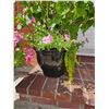 Image 3 : Plant Containers A