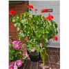 Image 4 : Plant Containers A
