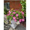 Image 5 : Plant Containers A