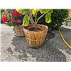 Image 3 : Plant Containers A