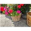 Image 4 : Plant Containers A