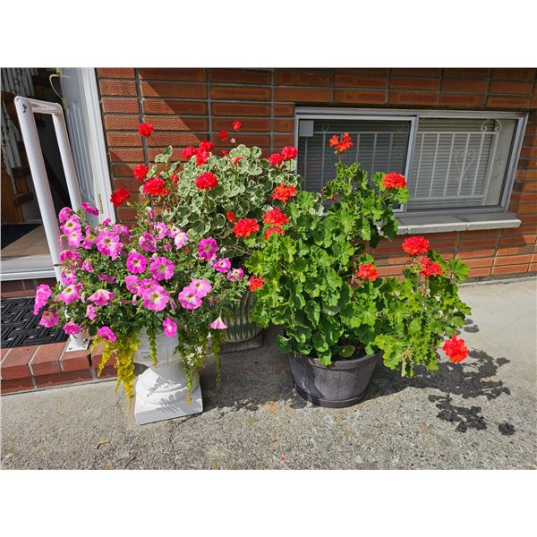Containers With plants A