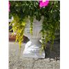 Image 5 : Containers With plants A
