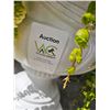 Image 6 : Containers With plants A