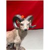 Image 2 : Large Ceramic Big Horn Ram Figure