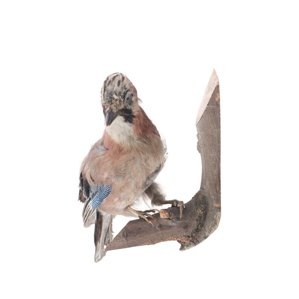Professional Eurasian Jay Full Body Taxidermy