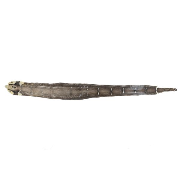 Professional King Cobra Skin Taxidermy w/ Head
