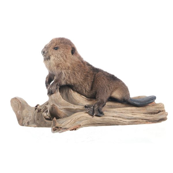 Professional Baby Beaver Log Mounted Taxidermy