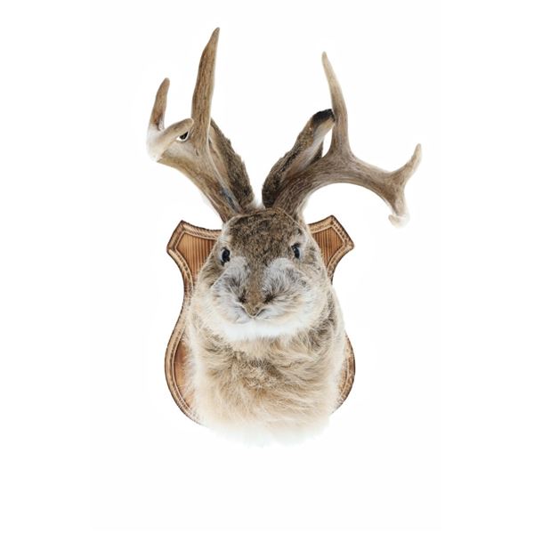 ELUSIVE Jackalope 3x3 Shoulder Mount Taxidermy