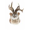 Image 1 : ELUSIVE Jackalope 3x3 Shoulder Mount Taxidermy