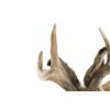 Image 2 : ELUSIVE Jackalope 3x3 Shoulder Mount Taxidermy