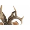 Image 3 : ELUSIVE Jackalope 3x3 Shoulder Mount Taxidermy