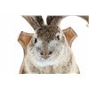 Image 4 : ELUSIVE Jackalope 3x3 Shoulder Mount Taxidermy