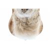 Image 5 : ELUSIVE Jackalope 3x3 Shoulder Mount Taxidermy