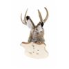 Image 6 : ELUSIVE Jackalope 3x3 Shoulder Mount Taxidermy