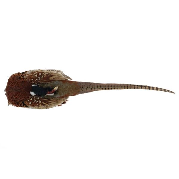 Montana Taken Pheasant Wall Mount Prep Taxidermy
