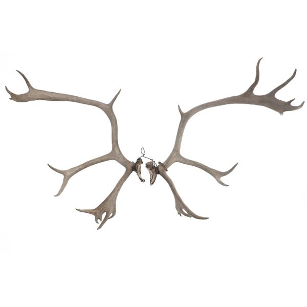 Alaskan Caribou Antler Rack Skull Cap Taxidermy