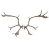Image 1 : Alaskan Caribou Antler Rack Skull Cap Taxidermy