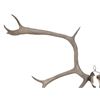 Image 2 : Alaskan Caribou Antler Rack Skull Cap Taxidermy