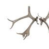 Image 3 : Alaskan Caribou Antler Rack Skull Cap Taxidermy